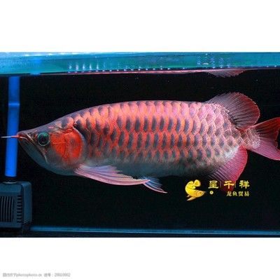 祥龍魚（“祥龍魚”可以指代某個品牌的觀賞魚）
