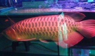 龍魚被小魚咬：銀龍魚在缸底游正常嗎