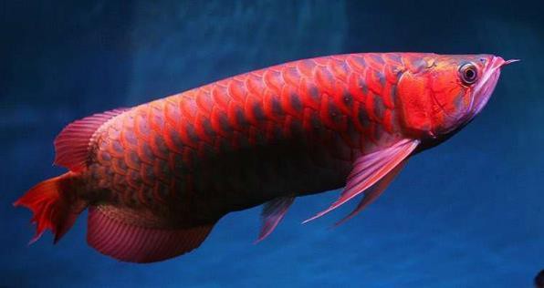有哪些方法可以加速金龍魚發(fā)色？
