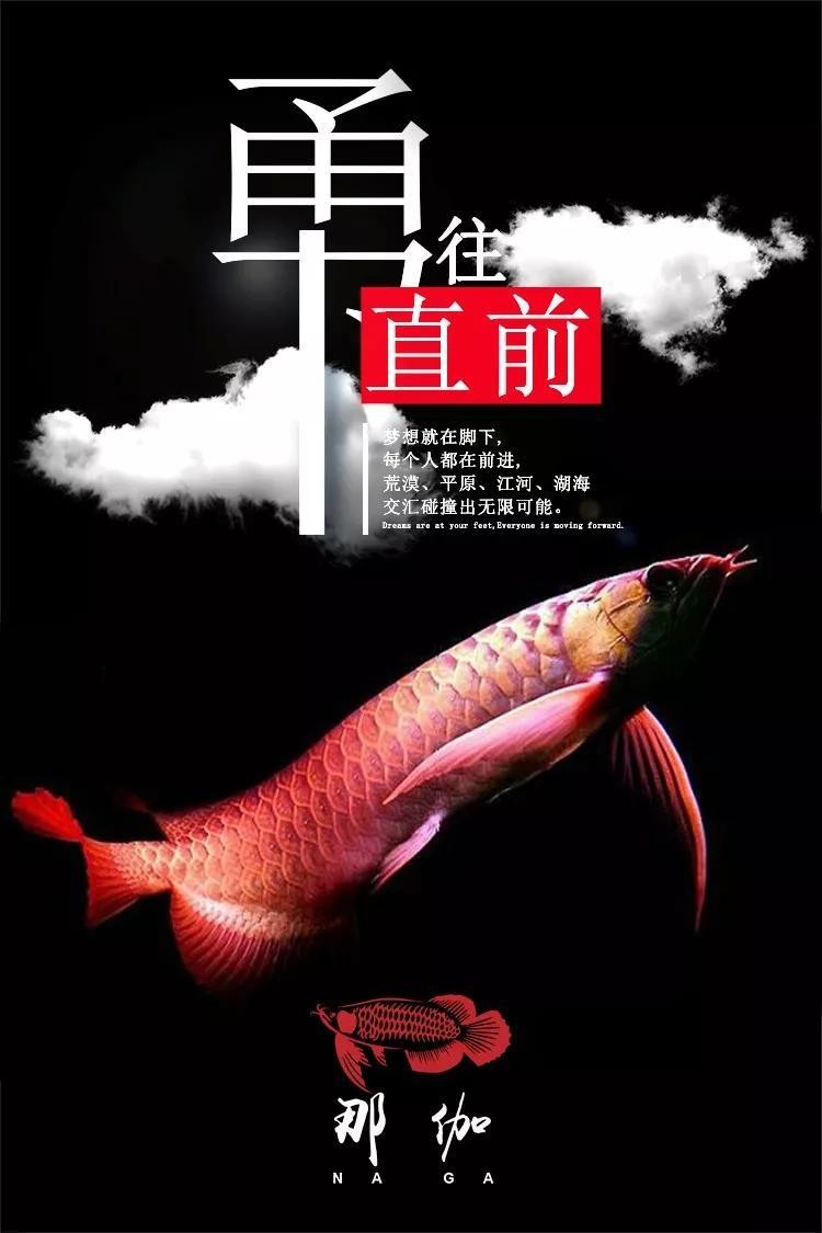 龍魚什么時候開燈