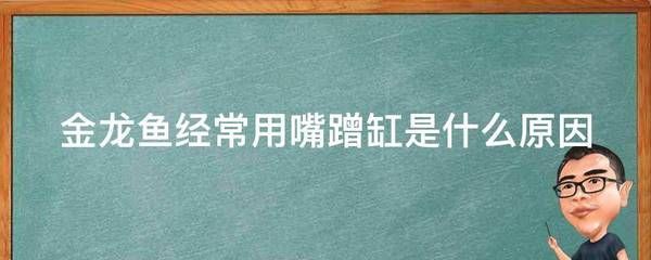 金龍魚躲在一個角落里不愛游動蹭缸：為什么金龍魚躲在一個角落里不愛游動？