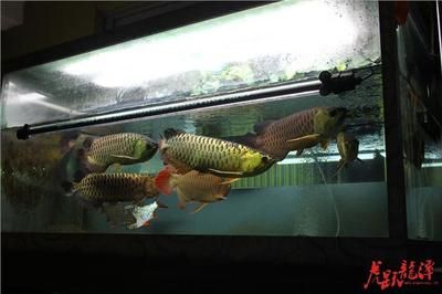 龍魚打架怎么辦：兩條龍魚發(fā)生打架行為時(shí)，飼養(yǎng)者可以通過以下幾種方法緩解龍魚之間的沖突 龍魚打架怎么辦：兩條龍魚發(fā)生打架行為時(shí)，飼養(yǎng)者可以通過以下幾種方法緩解龍魚之間的沖突 龍魚百科 第3張