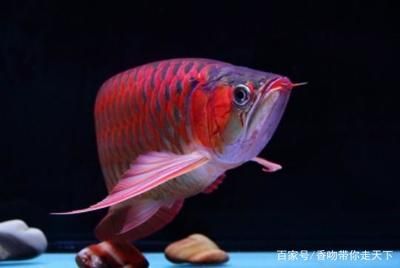 紅龍魚在35度水里可以嗎【紅龍魚在35度水里可以嗎紅龍魚水溫控制的注意事項】