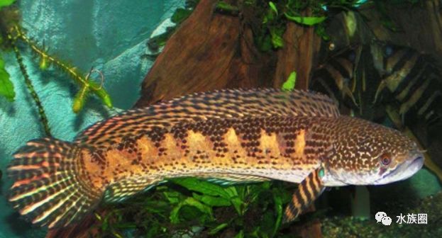 野采雷龍魚能抓到什么品種：野采雷龍魚能抓到什么品種呢？