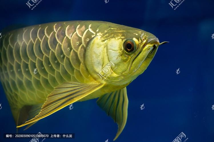 龍魚發(fā)色過程圖片欣賞大全大圖高清