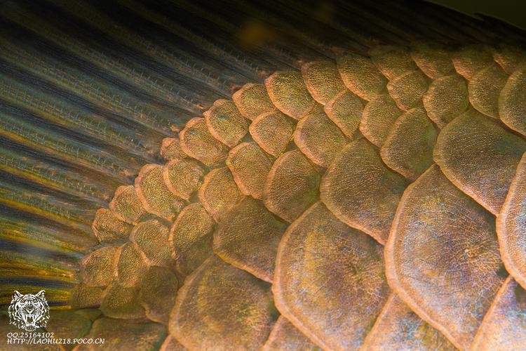 龍魚發(fā)色過程圖片欣賞大全大圖高清