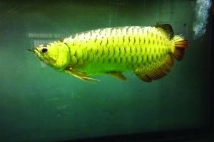 金龍魚吃什么比較好養活：金龍魚養殖方法 金龍魚吃什么比較好養活：金龍魚養殖方法 龍魚百科 第4張