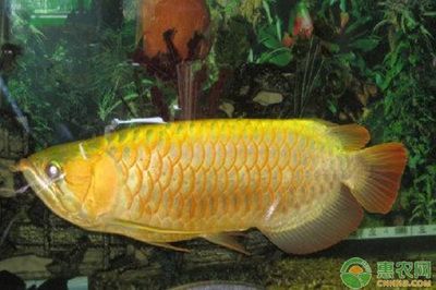 金龍魚吃什么比較好養活：金龍魚養殖方法 金龍魚吃什么比較好養活：金龍魚養殖方法 龍魚百科 第6張