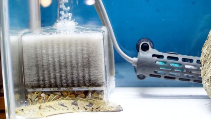 六角恐龍魚缸造景視頻大全（六角恐龍魚缸造景）