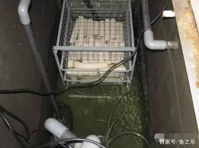 養龍魚過濾材料選擇指南，物理過濾材料選擇指南：養龍魚的過濾材料選擇指南