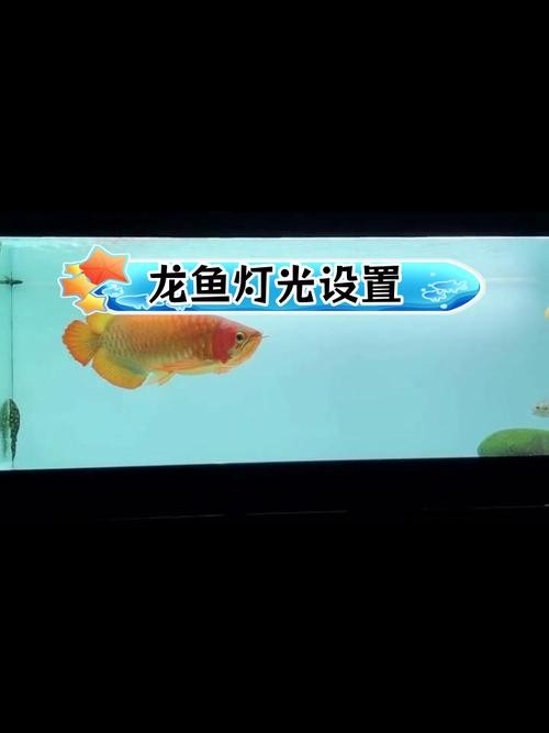 龍魚缸有什么特殊要求嗎圖片 龍魚百科 第39張 龍魚缸有什么特殊要求嗎圖片 龍魚缸有什么特殊要求嗎圖片 龍魚百科 第39張