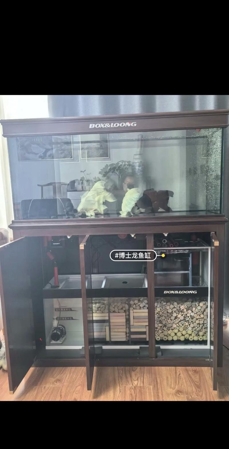 龍魚缸有什么特殊要求嗎圖片 龍魚百科 第33張 龍魚缸有什么特殊要求嗎圖片 龍魚缸有什么特殊要求嗎圖片 龍魚百科 第33張