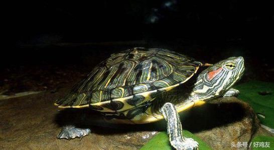 龍魚吃什么的飼料最好：如何選擇適合的動物性飼料 龍魚吃什么的飼料最好：如何選擇適合的動物性飼料 龍魚百科 第1張