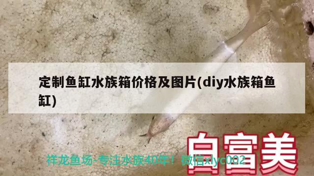 金龍魚混養視頻大全集高清：金龍混養的最佳底層魚 金龍魚混養視頻大全集高清：金龍混養的最佳底層魚 龍魚百科 第1張
