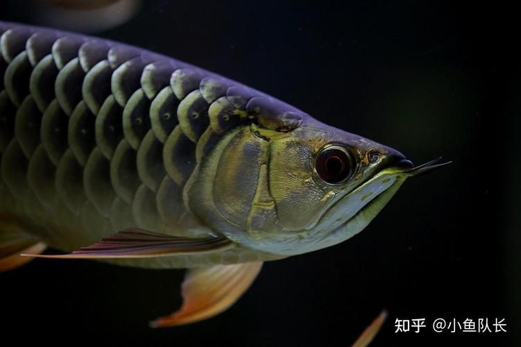 小金龍魚圖片高清大圖