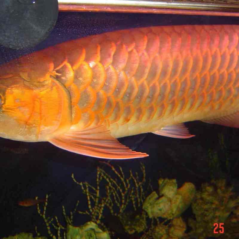 小金龍魚圖片高清大圖