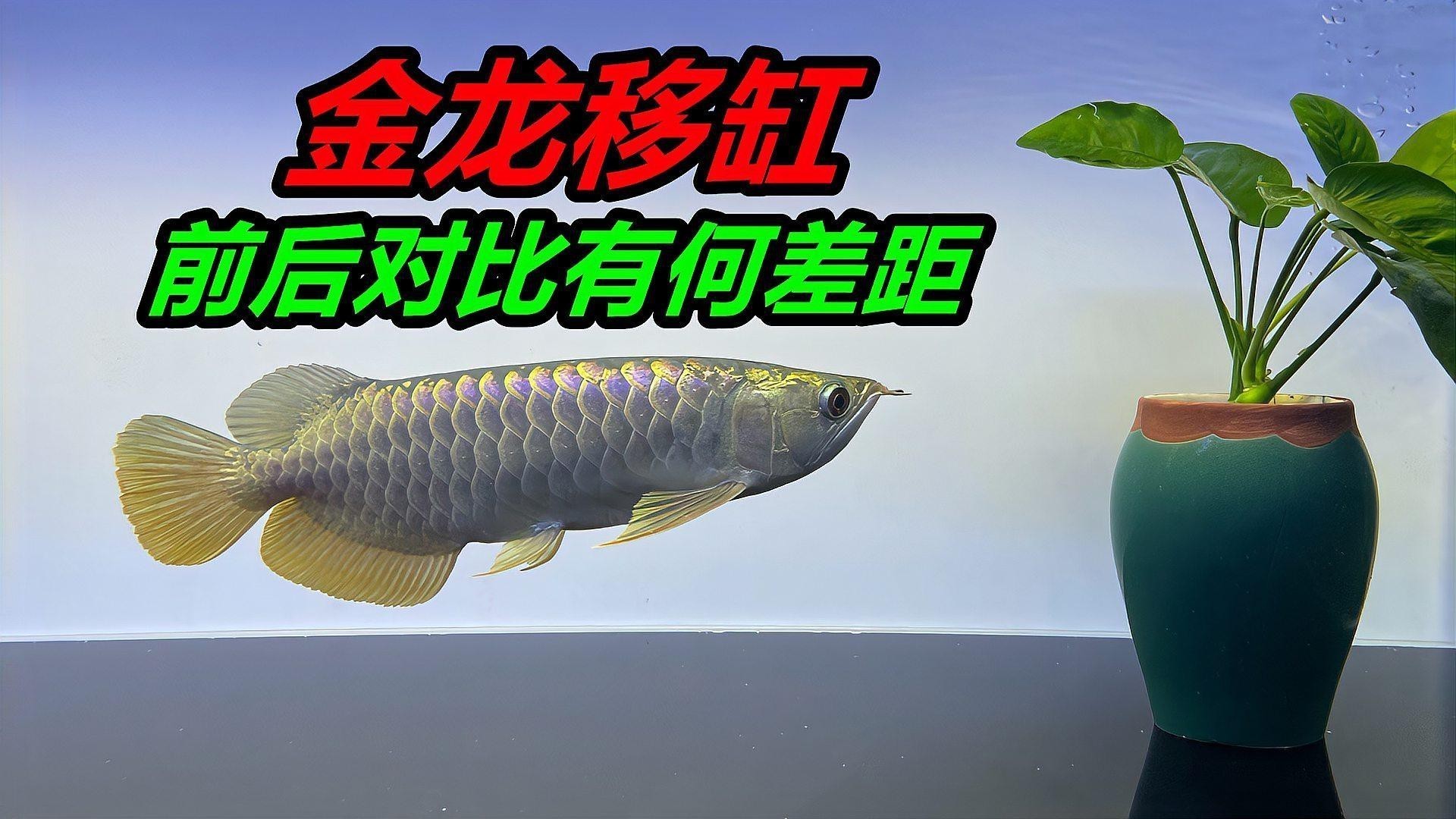 金龍魚生長速度多快 金龍魚生長速度多快 龍魚百科 第8張