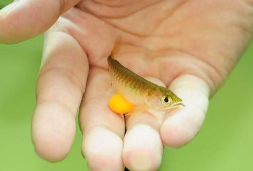 金龍魚生長速度多快 金龍魚生長速度多快 龍魚百科 第6張