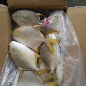 金鯧魚一斤多少錢