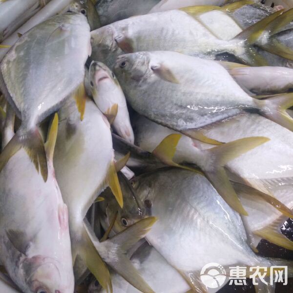 金鯧魚一斤多少錢