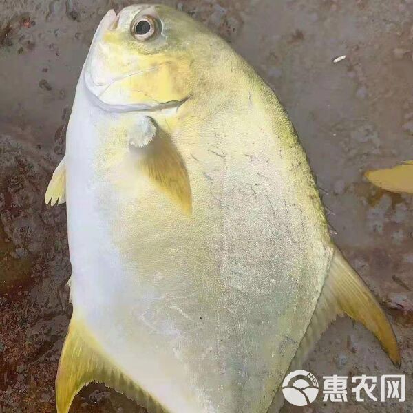 金鯧魚一斤多少錢