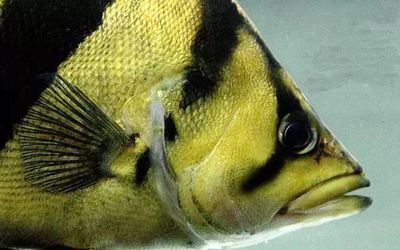 龍魚(yú)打虎魚(yú)放什么沙包魚(yú)好：龍魚(yú)和虎魚(yú)的混養(yǎng)中常被推薦用作龍魚(yú)的沙包魚(yú)的魚(yú)類