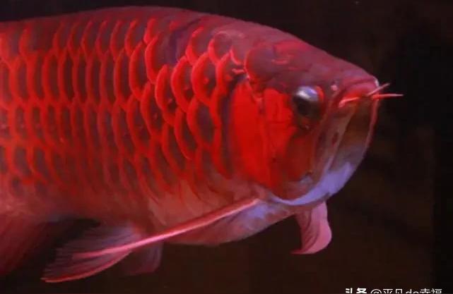 最貴紅龍魚多少錢一條 最貴紅龍魚多少錢一條 龍魚百科