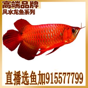 金龍魚苗批發(fā)市場(chǎng)的一些信息：關(guān)于金龍魚苗批發(fā)市場(chǎng)的一些信息