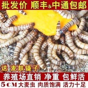 龍魚吃大麥蟲和面包蟲哪個好？（關于龍魚吃大麥蟲和面包蟲哪個更好） 龍魚吃大麥蟲和面包蟲哪個好？（關于龍魚吃大麥蟲和面包蟲哪個更好） 龍魚百科 第3張