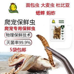 龍魚吃大麥蟲和面包蟲哪個好？（關于龍魚吃大麥蟲和面包蟲哪個更好） 龍魚吃大麥蟲和面包蟲哪個好？（關于龍魚吃大麥蟲和面包蟲哪個更好） 龍魚百科 第4張