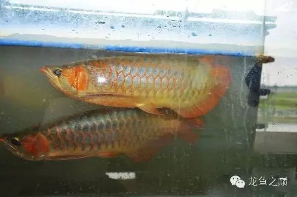 龍魚的原產地：龍魚原產地主要包括印度尼西亞、馬來西亞、馬來西亞
