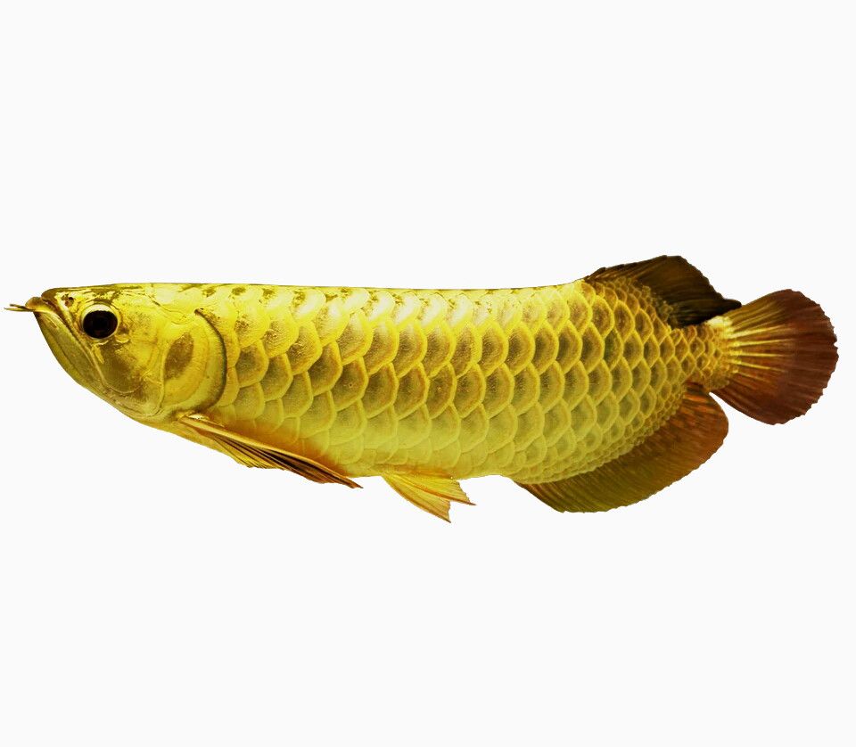 從網(wǎng)上買金龍魚怎么樣（從網(wǎng)上購買金龍魚是一種可行的方式但為了確保安全性和可靠性）