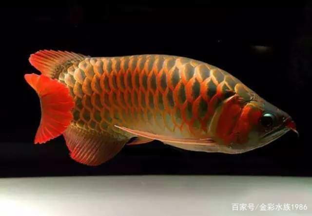 龍魚怎么上色好看，如何使龍魚上色更加美觀