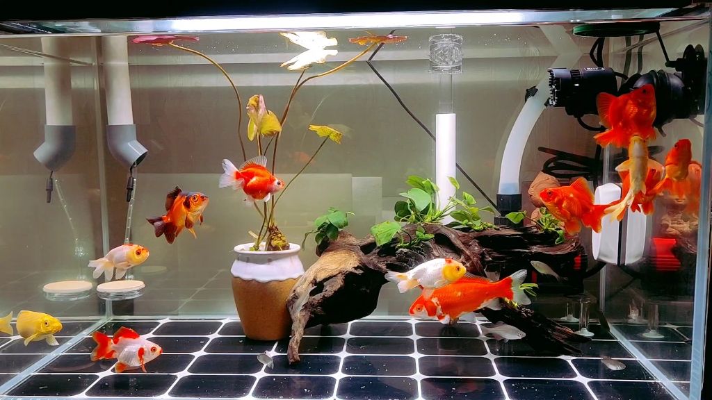 龍魚可以和草金混養(yǎng)嗎：如何預(yù)防龍魚攻擊其他魚，龍魚混養(yǎng)環(huán)境的布置技巧