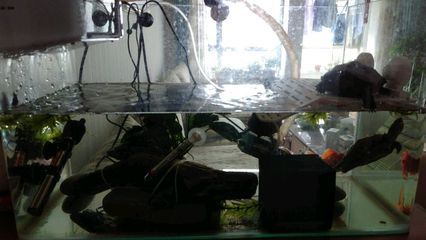 龍魚可以和草金混養(yǎng)嗎：如何預(yù)防龍魚攻擊其他魚，龍魚混養(yǎng)環(huán)境的布置技巧