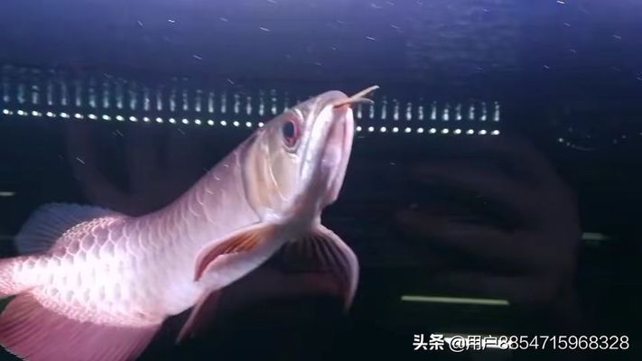 賽級過背金龍最佳答案