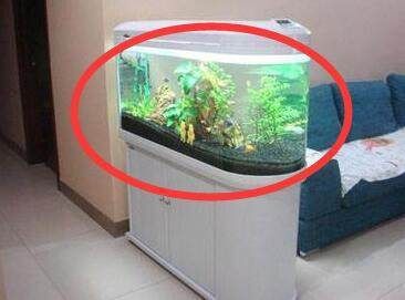 魚缸擺放的八個禁忌（如何選擇適合的魚缸尺寸） 魚缸擺放的八個禁忌（如何選擇適合的魚缸尺寸） 龍魚百科 第5張