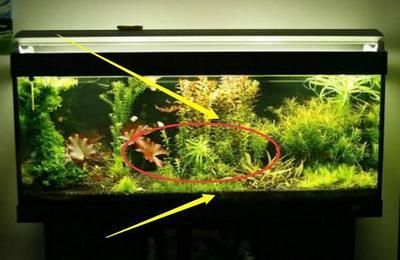 魚缸擺放的八個禁忌（如何選擇適合的魚缸尺寸） 魚缸擺放的八個禁忌（如何選擇適合的魚缸尺寸） 龍魚百科 第3張