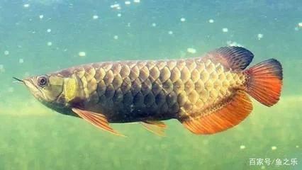 龍魚的頭腦朝下是怎么：龍魚倒立頭朝下可能是由以下幾個(gè)原因引起的：龍魚倒立頭朝下