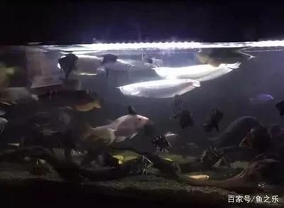 龍魚突然躲到缸的角落（龍魚突然躲到缸的角落可能由多種因素導致，可能由多種因素導致）