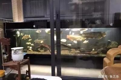 龍魚突然躲到缸的角落（龍魚突然躲到缸的角落可能由多種因素導致，可能由多種因素導致）
