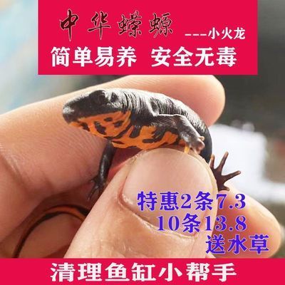 龍魚魚苗批發(fā)基地（昆明龍魚魚苗批發(fā)基地）