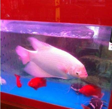 招財(cái)戰(zhàn)船魚混養(yǎng)順序技巧：招財(cái)魚和戰(zhàn)船魚在混養(yǎng)時(shí)需要注意尺寸和性格特點(diǎn)