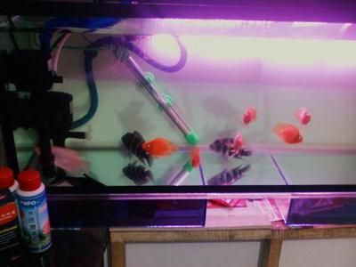 招財戰船魚混養順序技巧：招財魚和戰船魚在混養時需要注意尺寸和性格特點