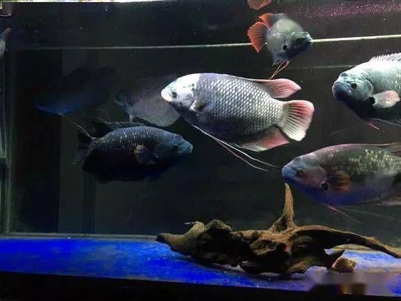 招財戰船魚混養順序技巧：招財魚和戰船魚在混養時需要注意尺寸和性格特點