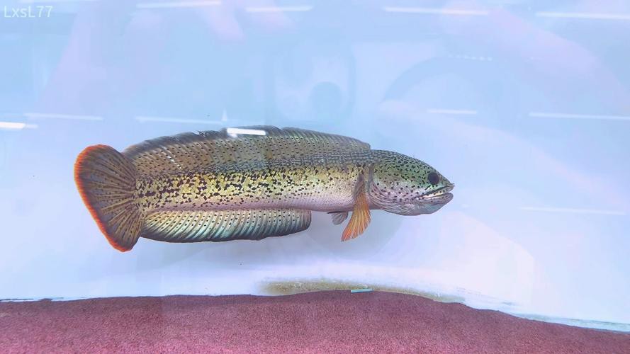 最貴的雷龍魚是什么品種圖片 最貴的雷龍魚是什么品種圖片 龍魚百科 第24張