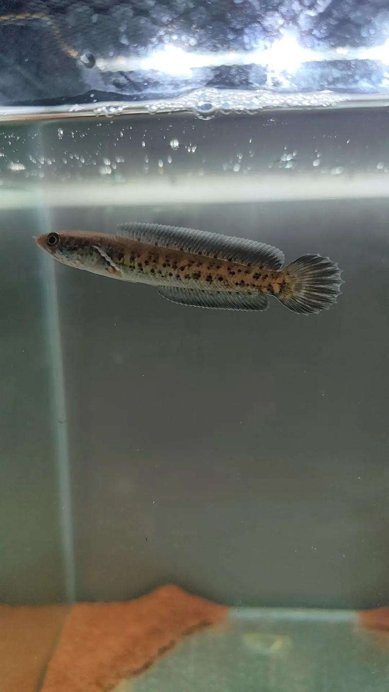最貴的雷龍魚是什么品種圖片 最貴的雷龍魚是什么品種圖片 龍魚百科 第14張