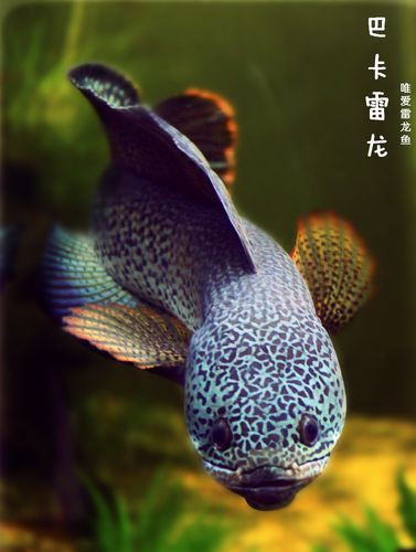 最貴的雷龍魚是什么品種圖片 最貴的雷龍魚是什么品種圖片 龍魚百科 第15張