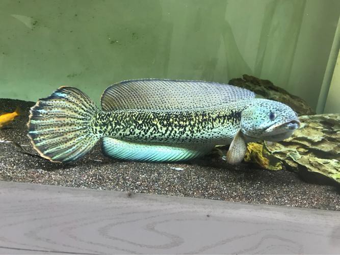 最貴的雷龍魚是什么品種圖片 最貴的雷龍魚是什么品種圖片 龍魚百科 第21張
