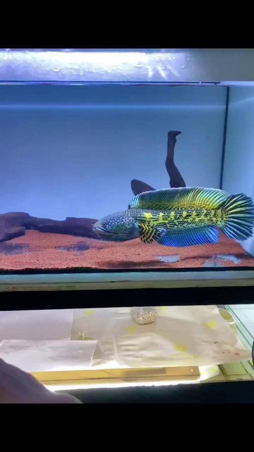 最貴的雷龍魚是什么品種圖片 最貴的雷龍魚是什么品種圖片 龍魚百科 第17張